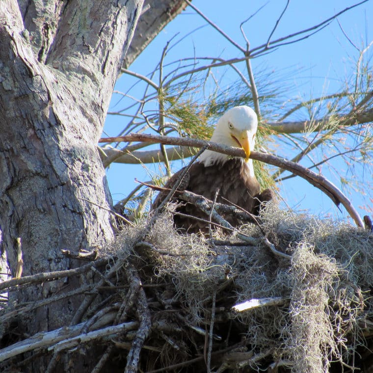 bald eagle building nest