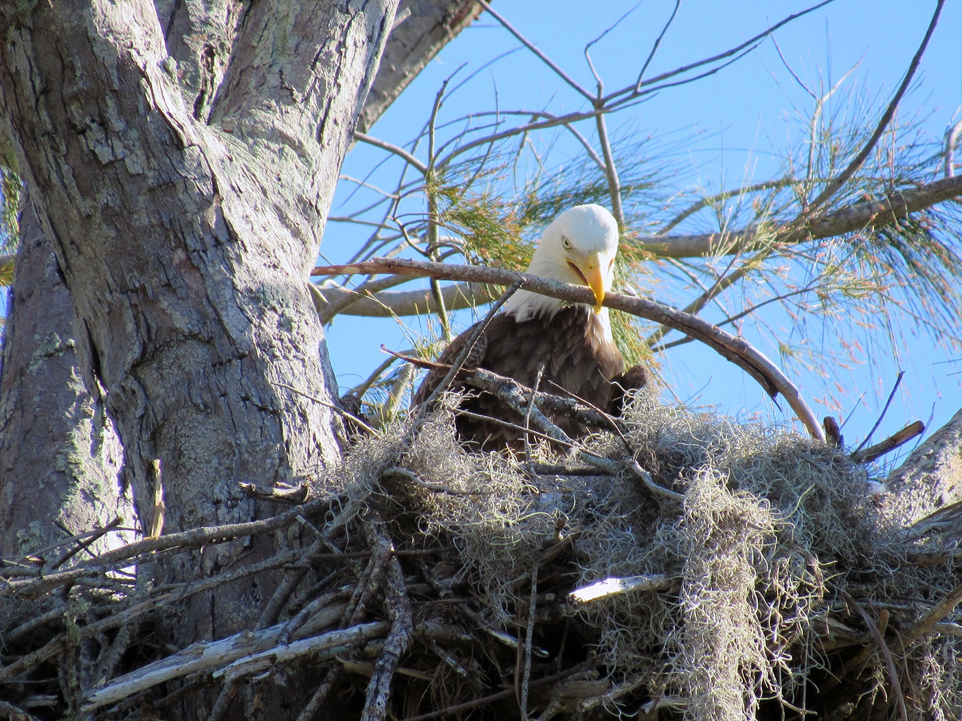 bald eagle building nest