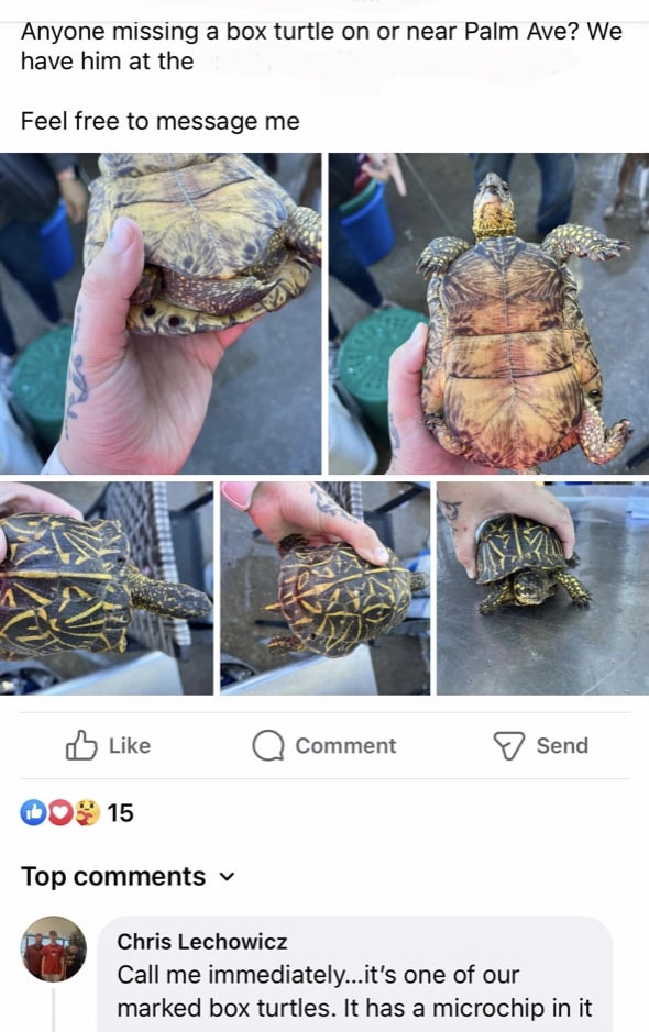 Fb Post Box Turtle
