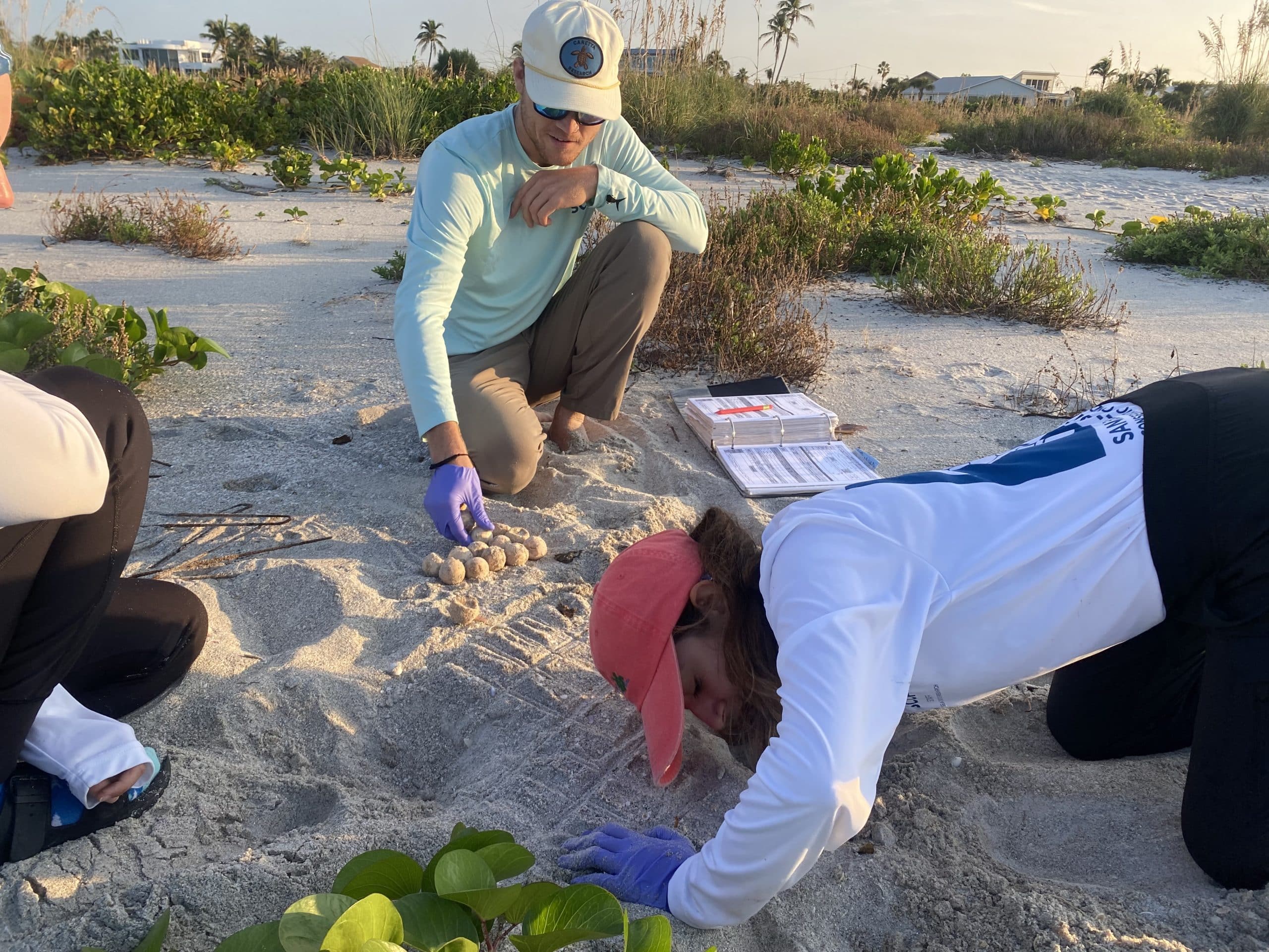 sea turtle nesting sanibel captiva