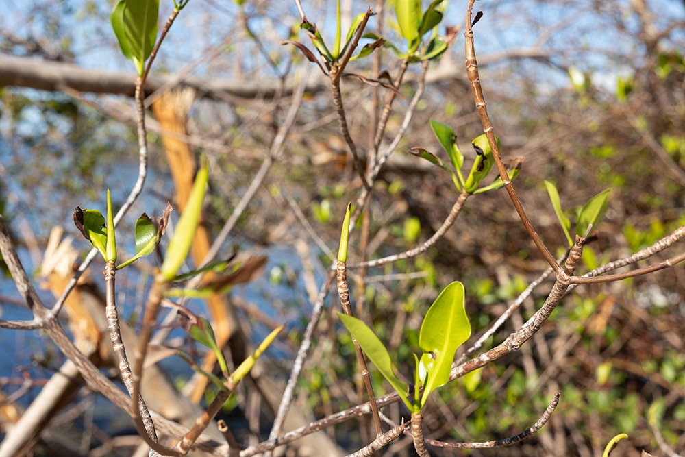 mangroves resiliency