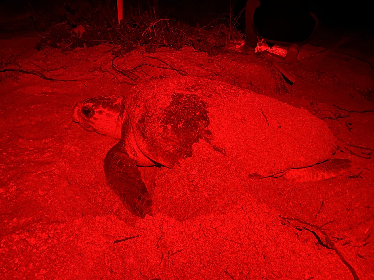 loggerhead sea turtle nesting at night