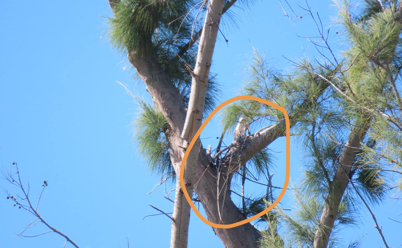 a picture of a bald eagle nest in progress of being built