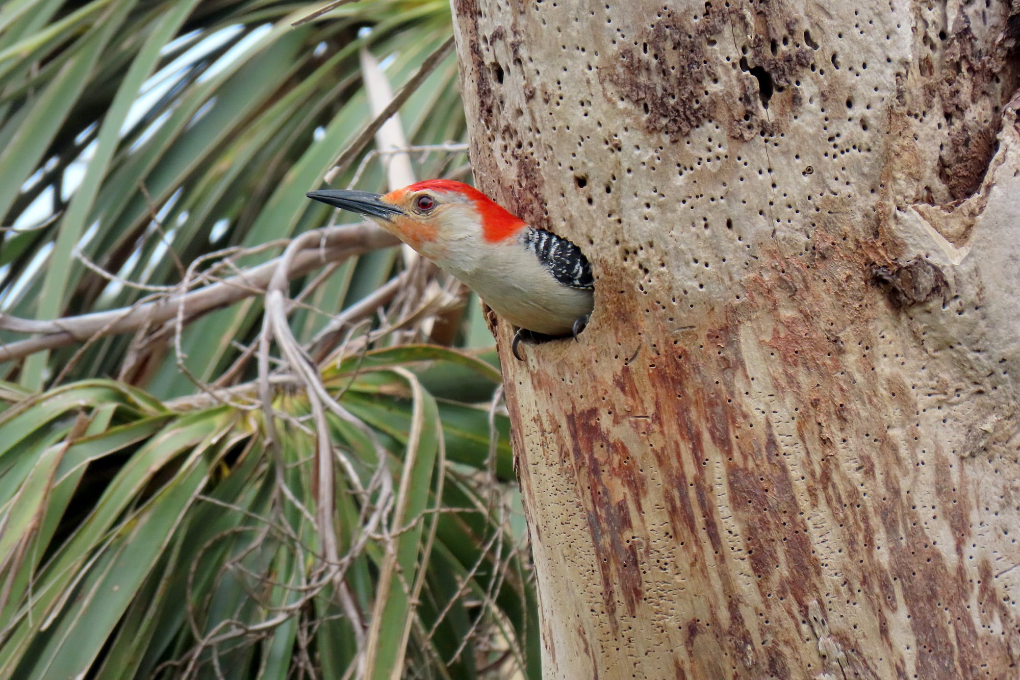 red bellied woodpecker