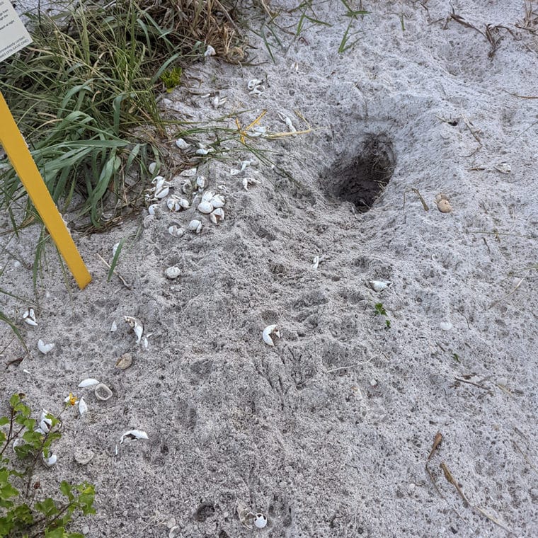 depredated sea turtle nest