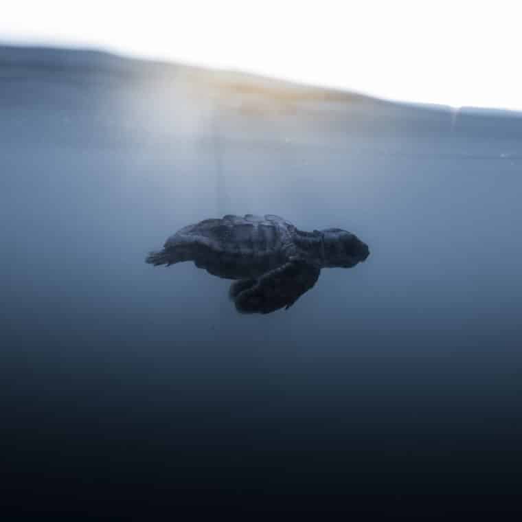 sea turtle hatchling underwater