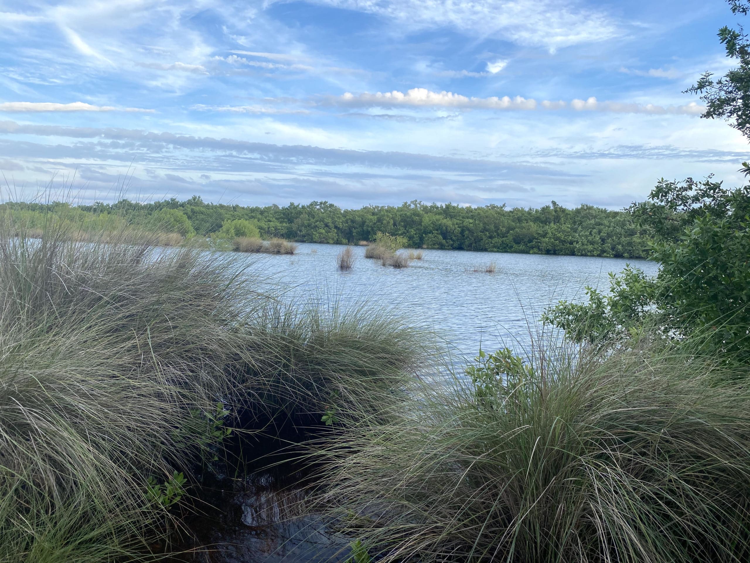 restored wetlands bailey tract