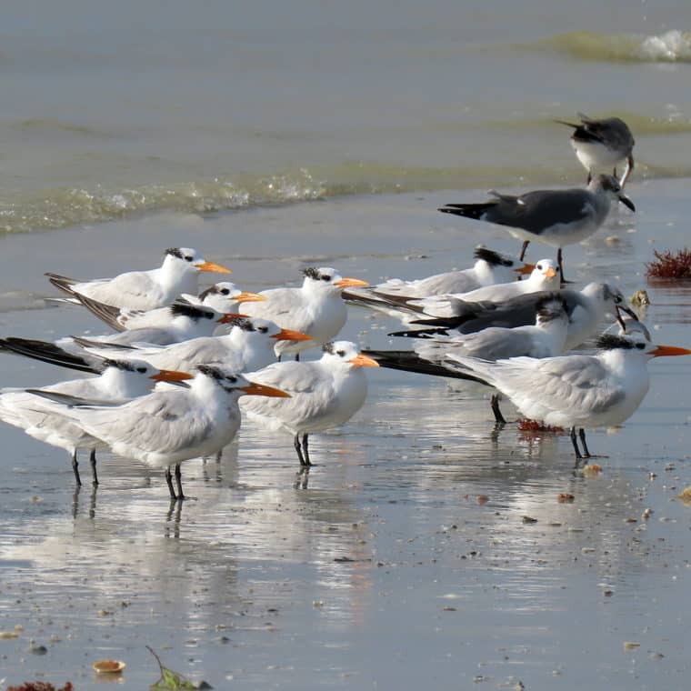royal terns