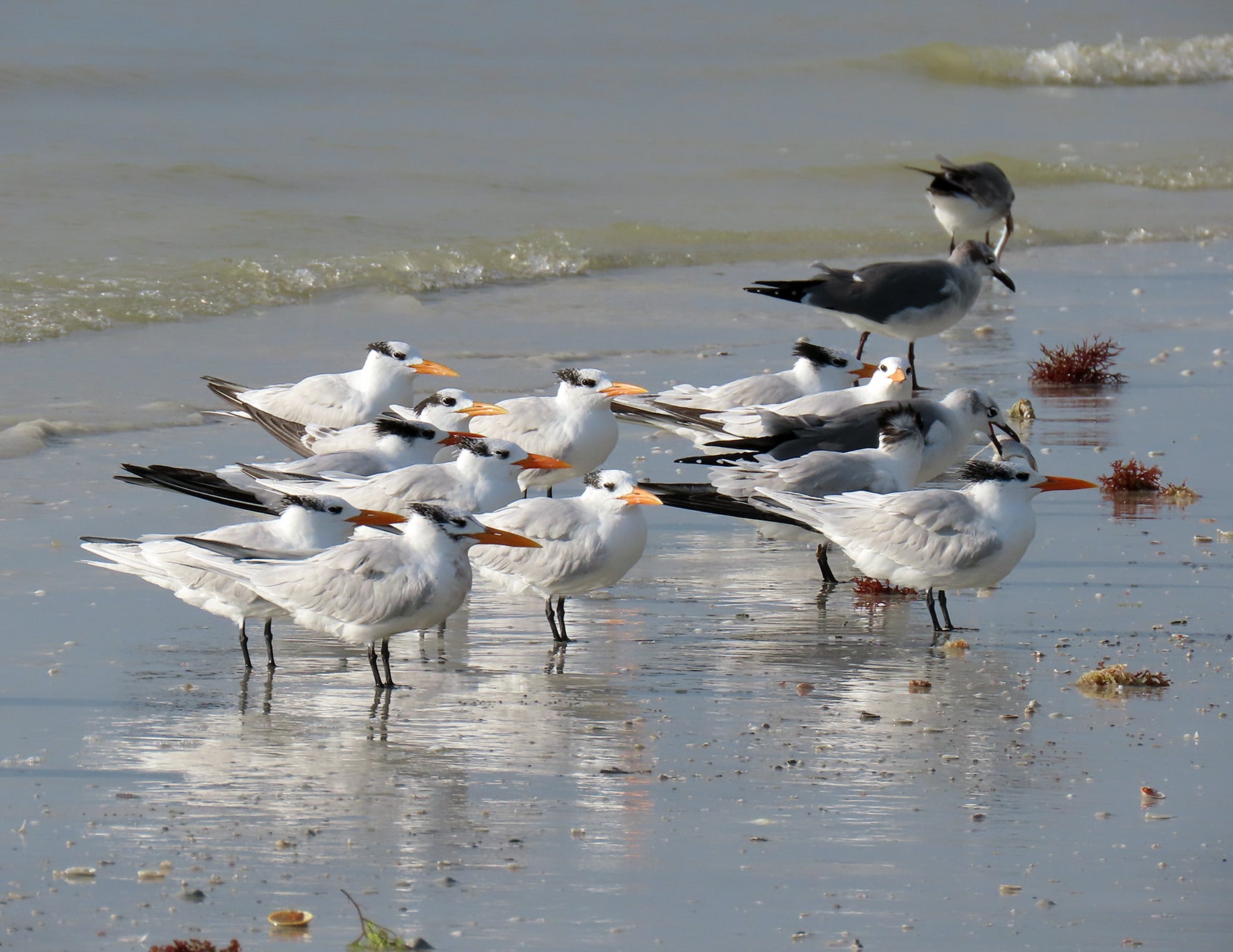 royal terns