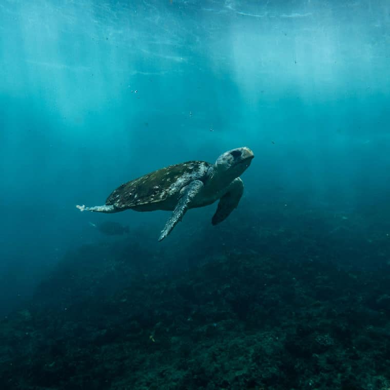 loggerhead sea turtle