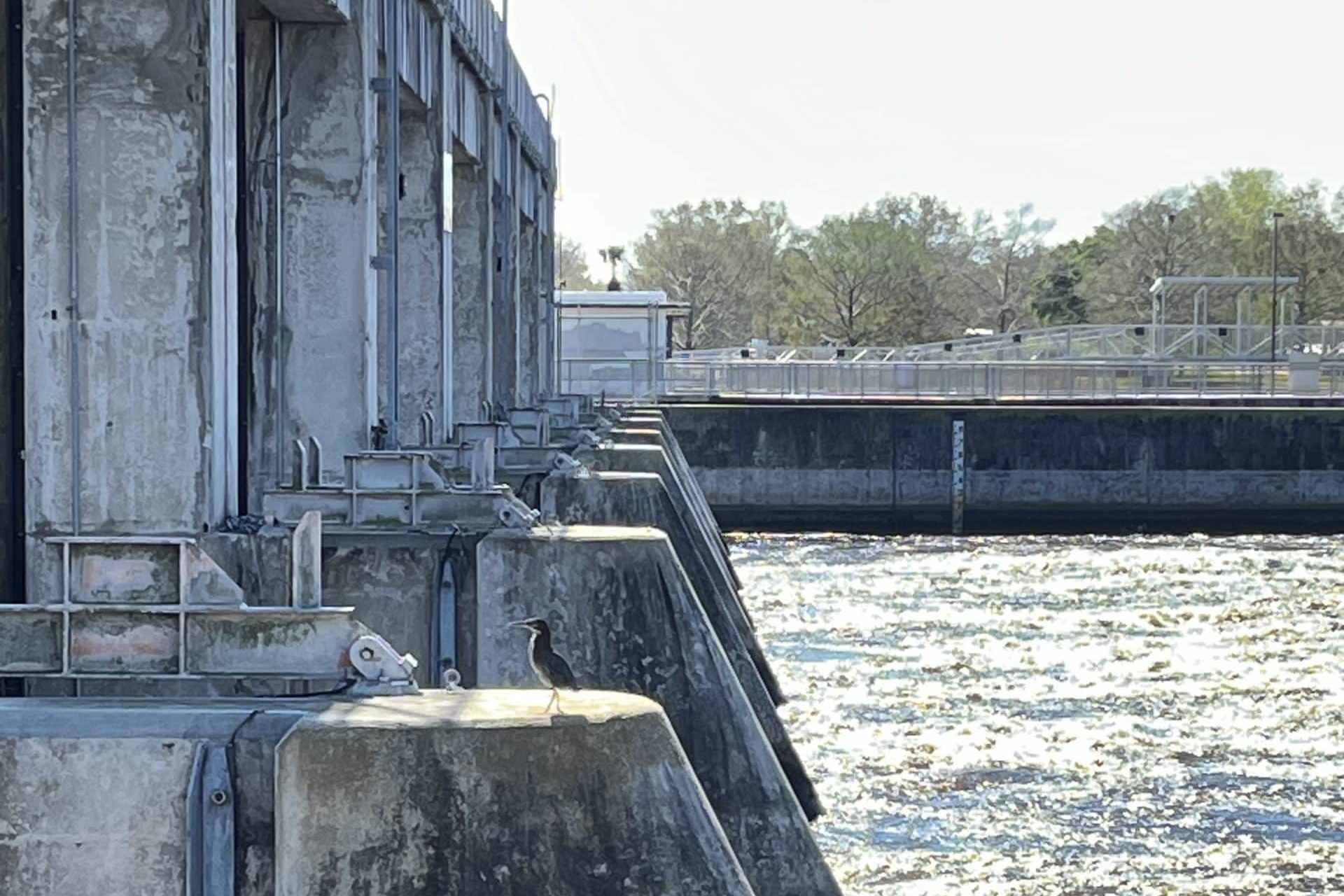 franklin lock and dam with bird perched on top