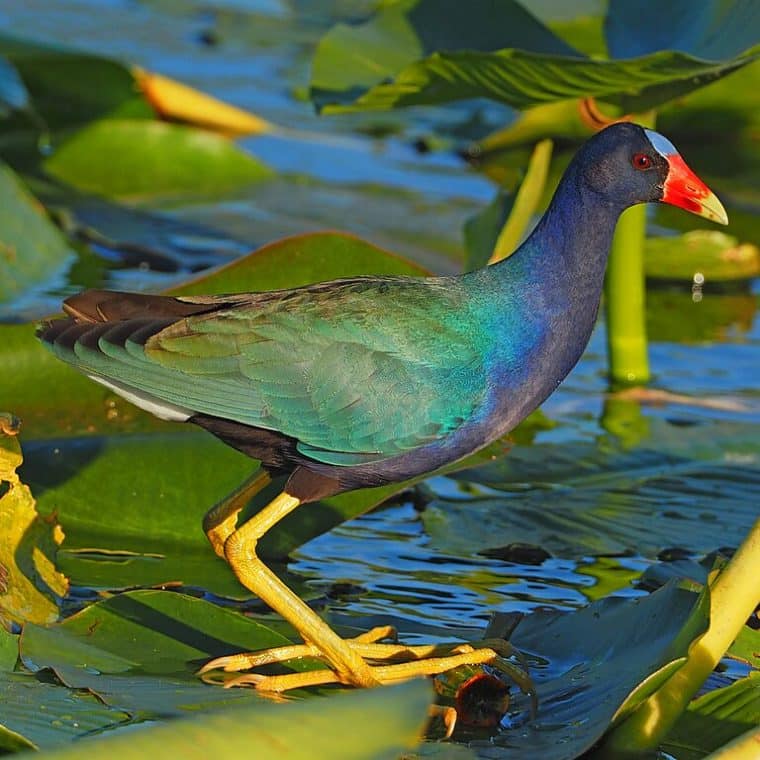 purple gallinule on lily in everglades