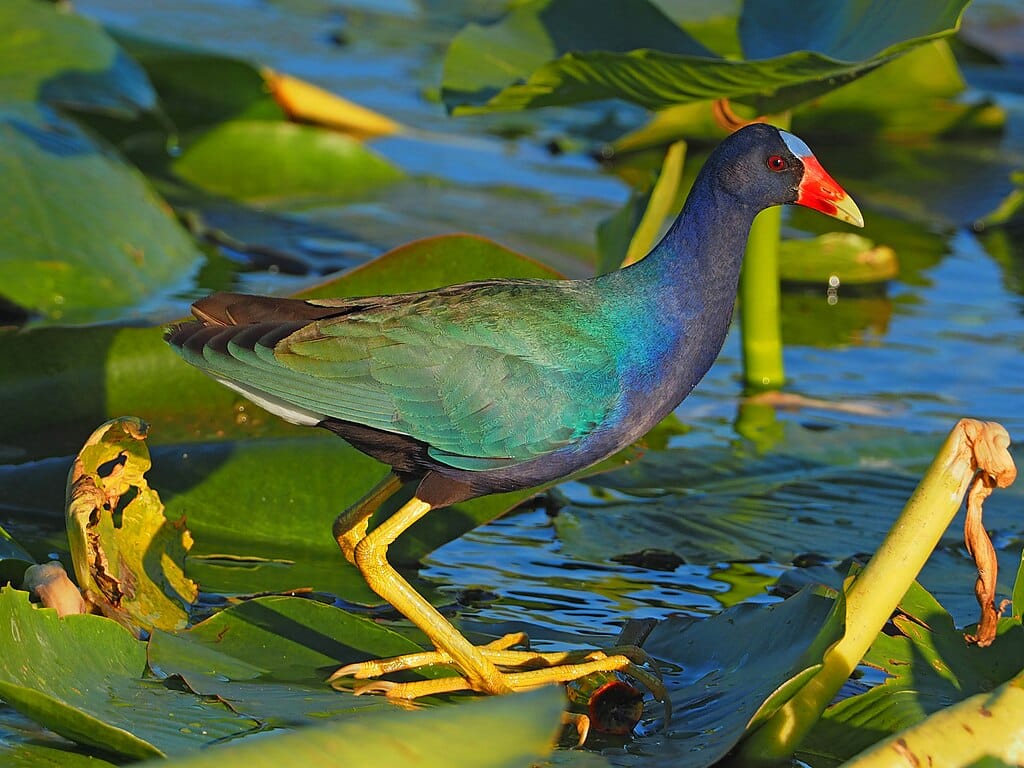 purple gallinule on lily in everglades
