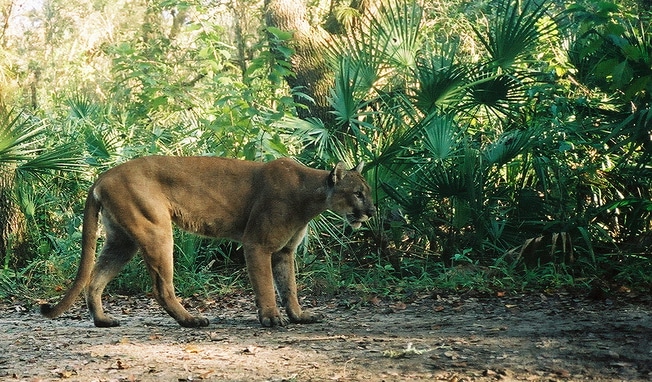 florida panther