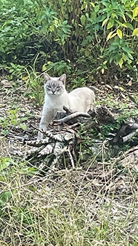 feral cat on sanibel