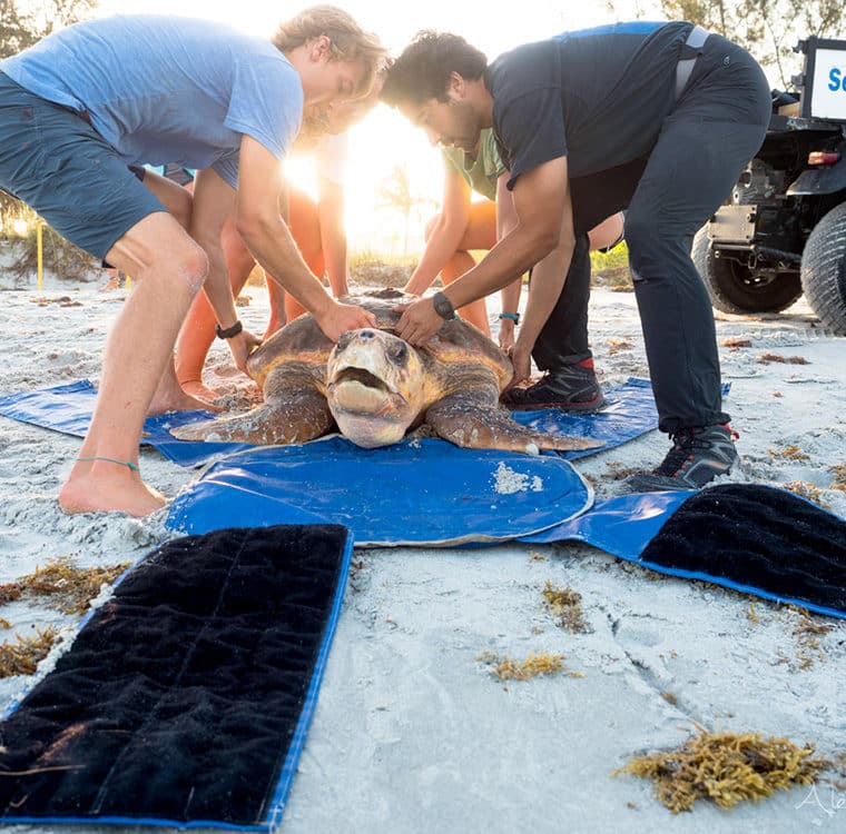 rescuing sea turtle during stranding from red tide
