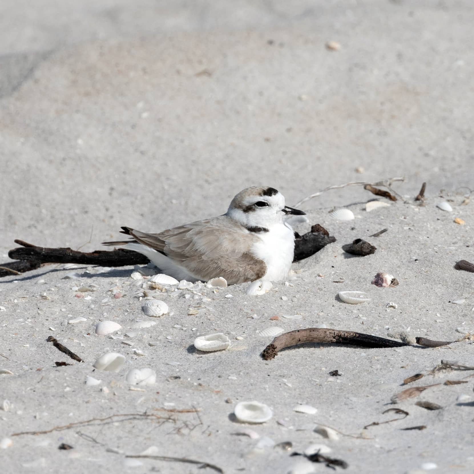 shorebird snowy plover male incubating a nest on Sanibel beach