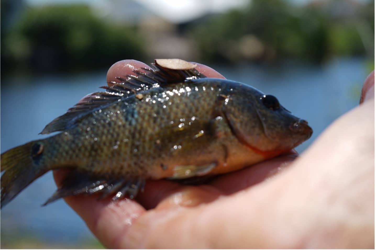 Juvenile Mayan Cichlid