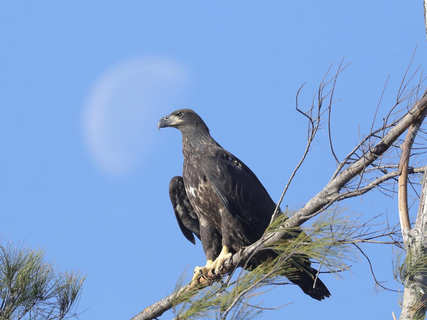 image of bald eagle fledgling on tree limb