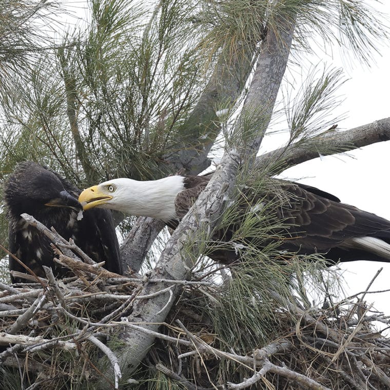 bald eagle adult and fledgling in nest