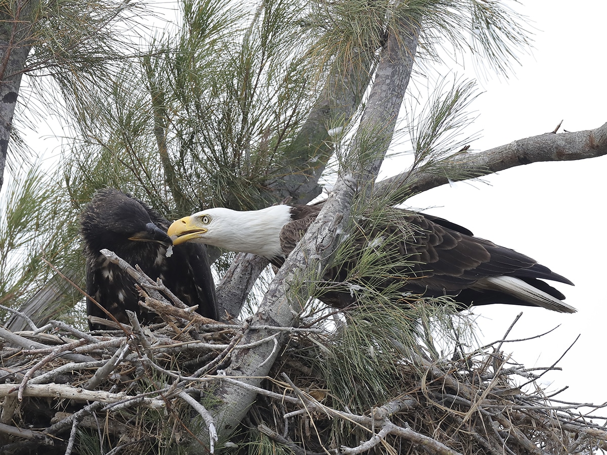bald eagle adult and fledgling in nest