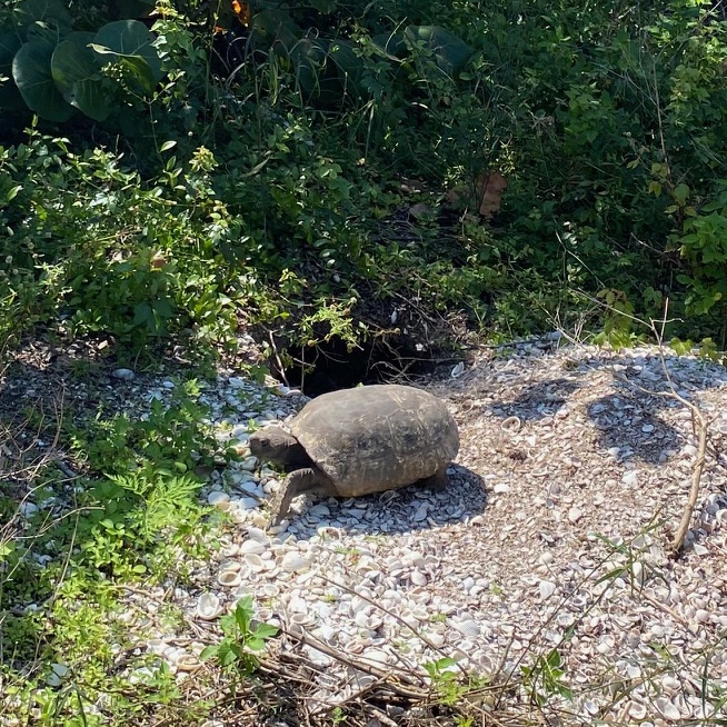 Gopher Tortoise 2 Insta