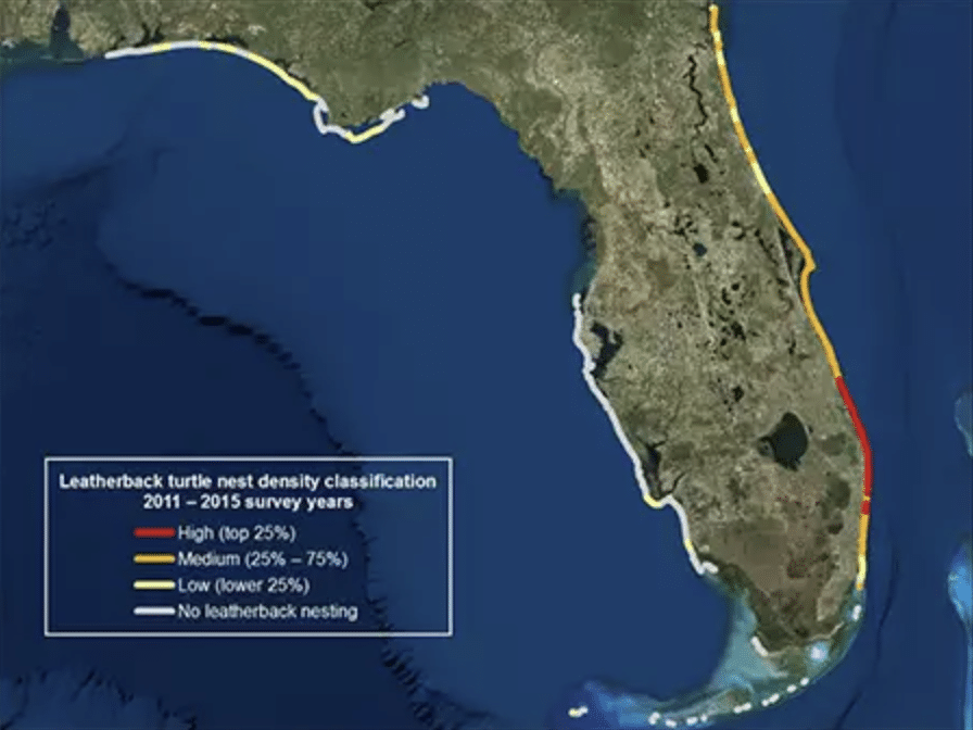 Leatherback nest density (measured in number of nests per kilometer of beach) in Florida during the last five-year period (2011-2015). High-density beaches are those having the top 25 percent of density values (red); low-density beaches have the lowest 25 percent (yellow); and beaches with densities between these two categories are defined medium-density beaches (orange). White indicates beaches where leatherbacks were not observed to have nested during the five-year period.