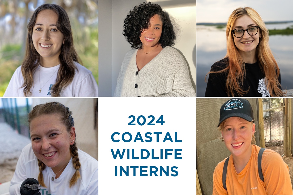 Coastal Wildlife Interns