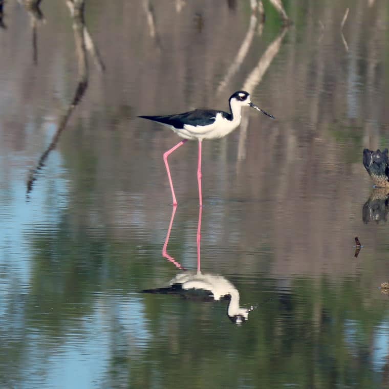 black necked stilt