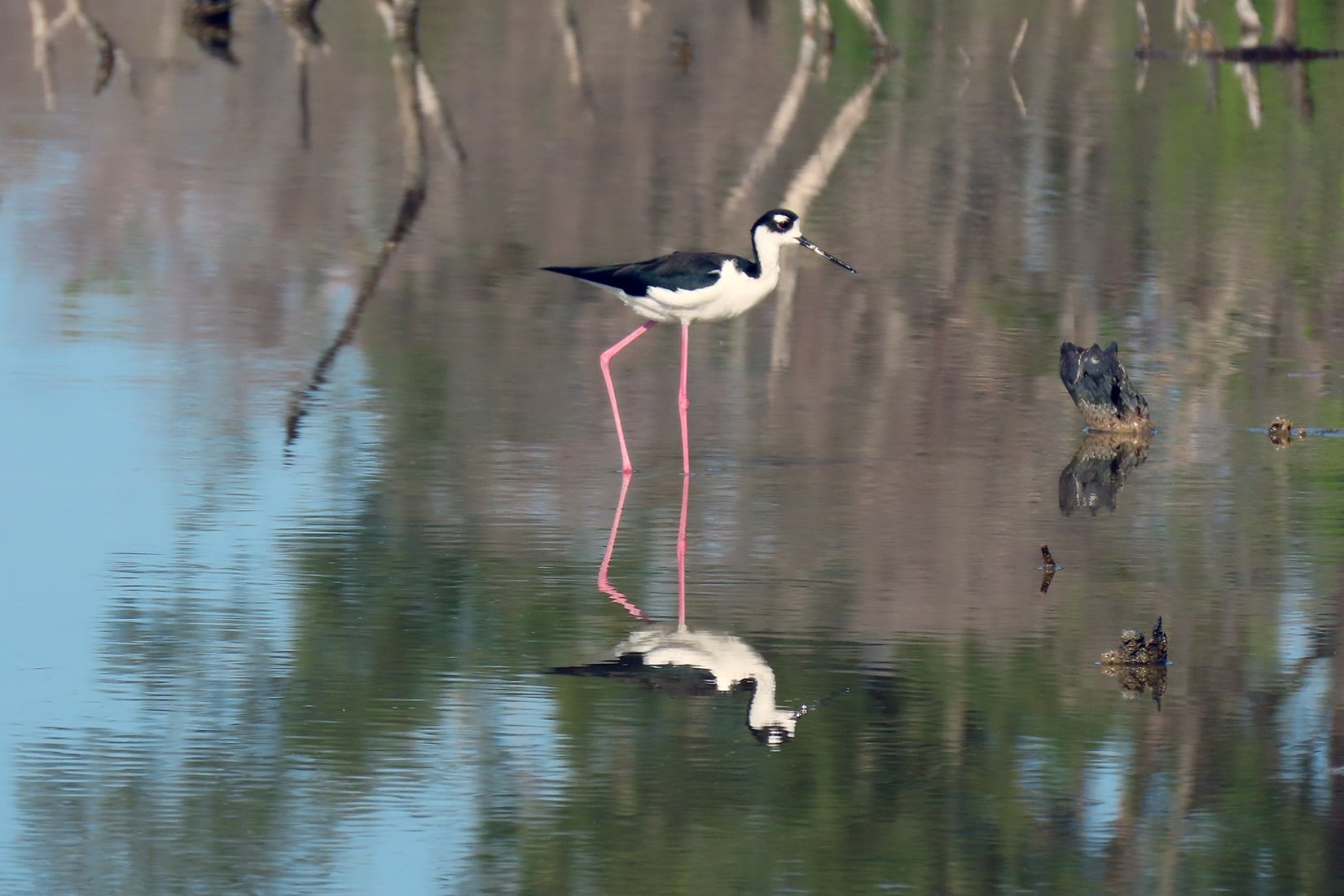 black necked stilt