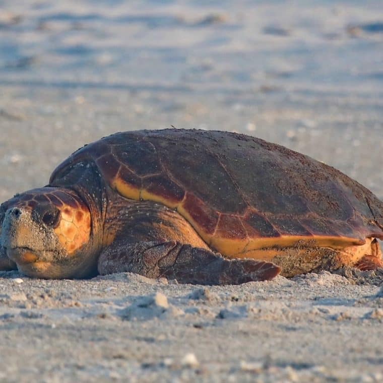 loggerhead on beach during day