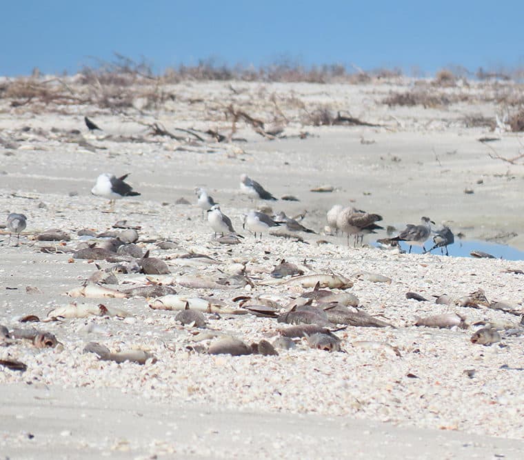 shorebirds stand next to dead fish on sanibel