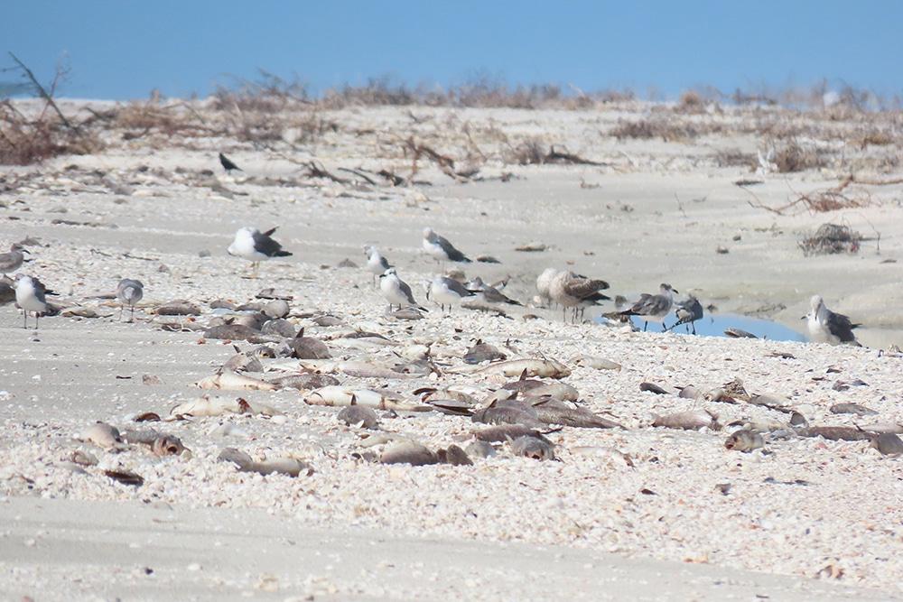 shorebirds stand next to dead fish on sanibel