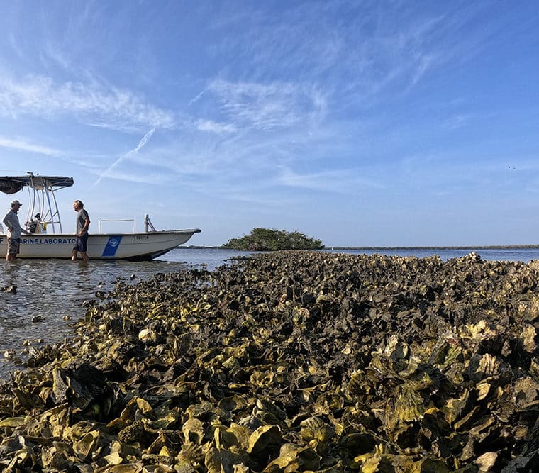 Oysters with two people by a boat in the background