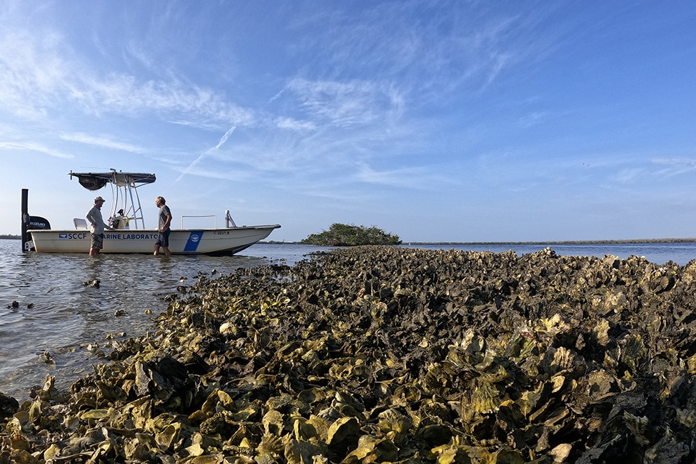 Oysters with two people by a boat in the background