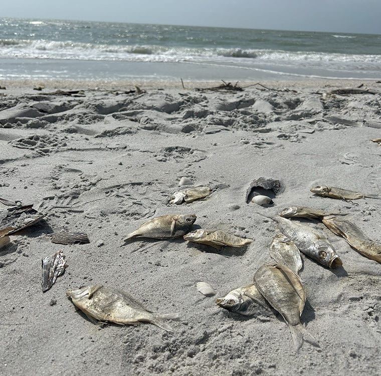Fish kills from red tide off shore of Captiva in late 2022