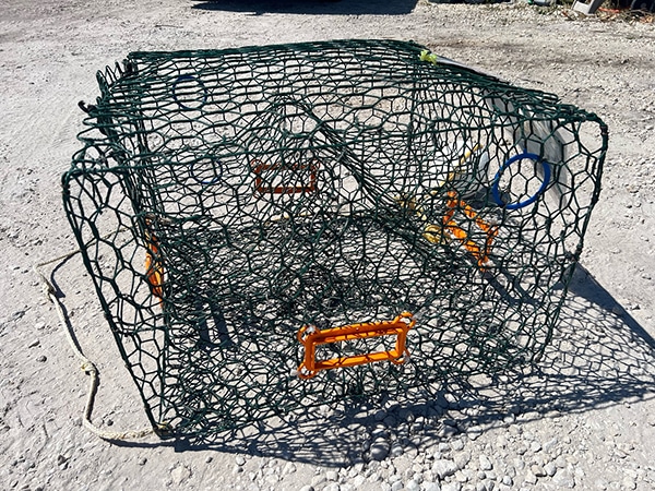 terrapin bycatch reduction device