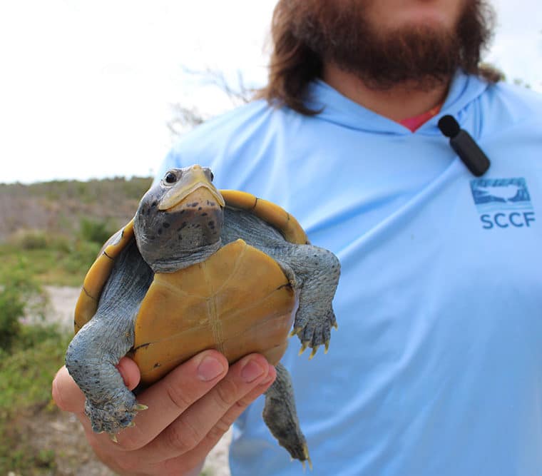 diamondback terrapin sccf