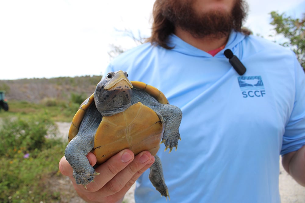 diamondback terrapin sccf