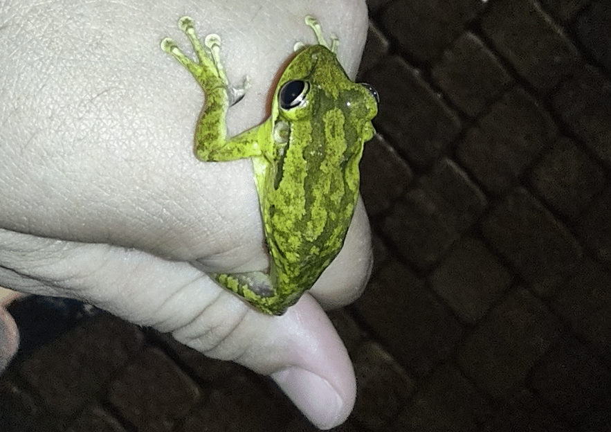Cuban Tree Frog Crop