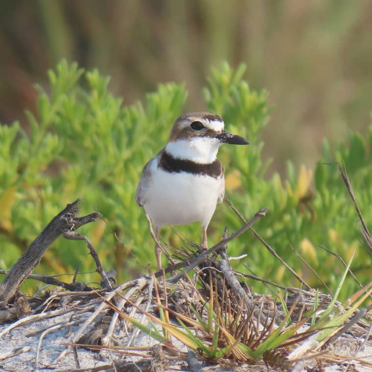 wilson's plover