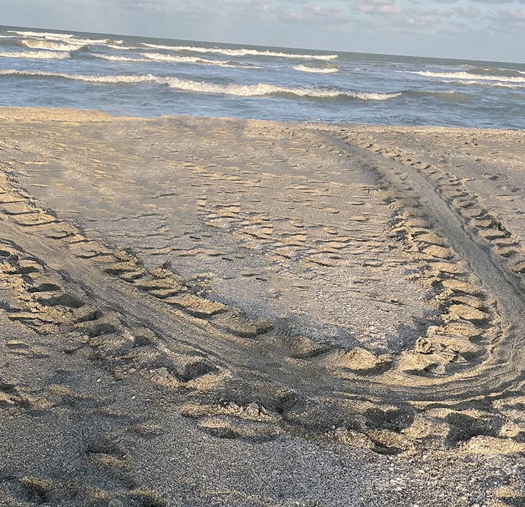 sea turtle false crawl tracks