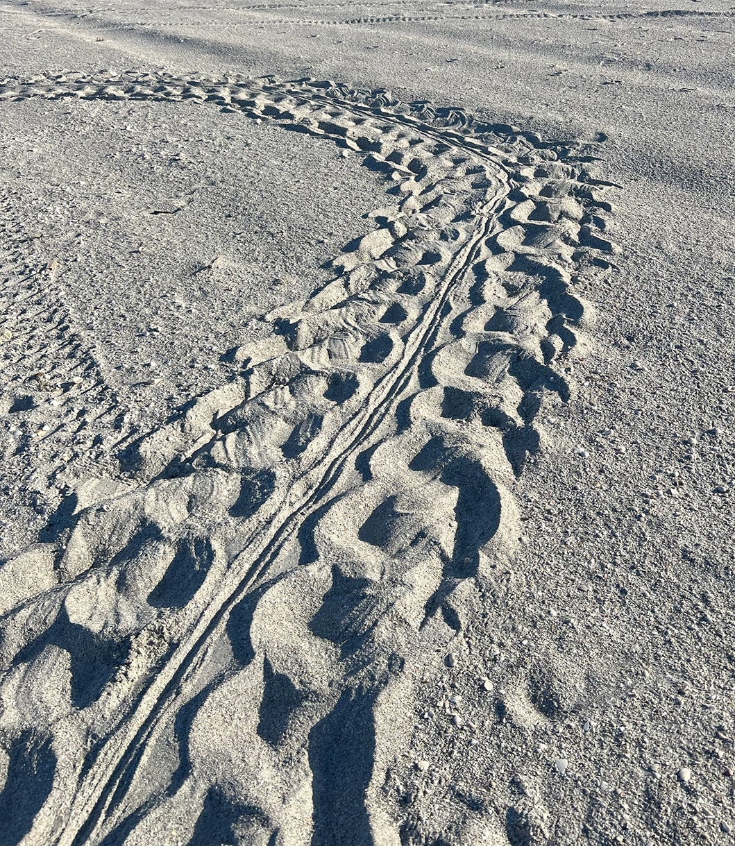 false crawl tracks sea turtle