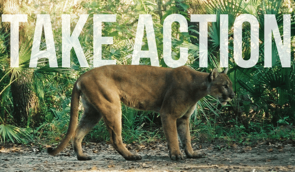 florida panther with text 'take action'