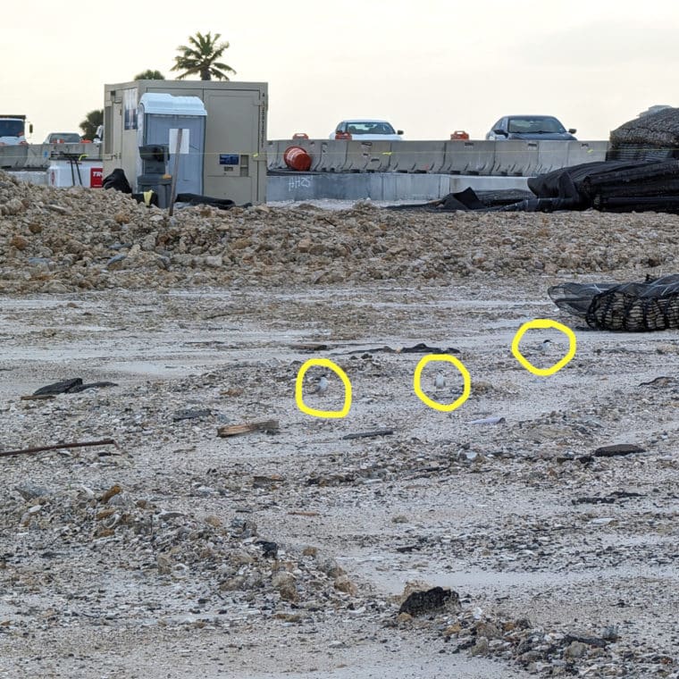 least terns on sanibel causeway