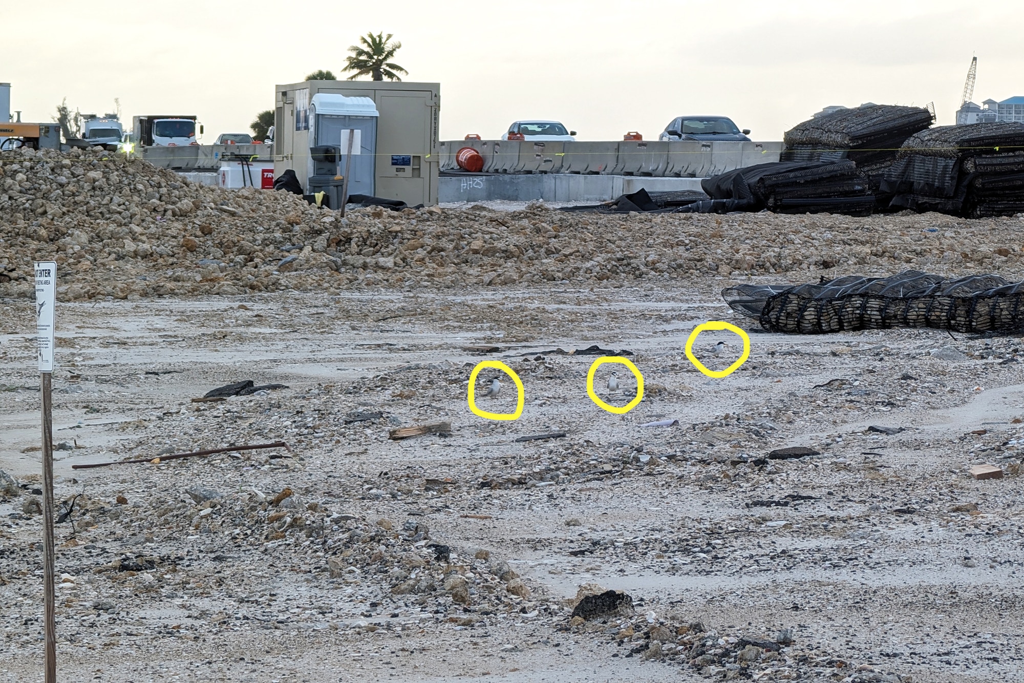least terns on sanibel causeway
