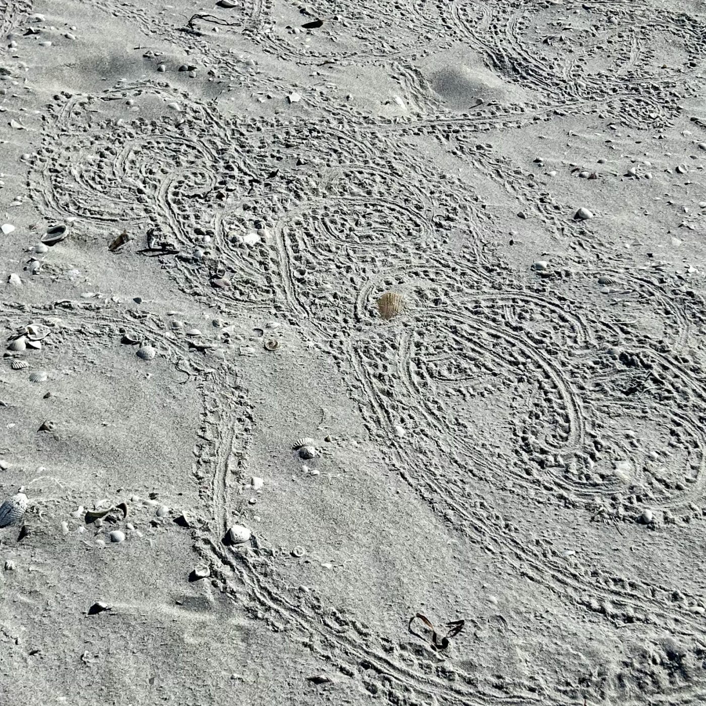 sea turtle hatchling disorientation tracks on sanibel beach