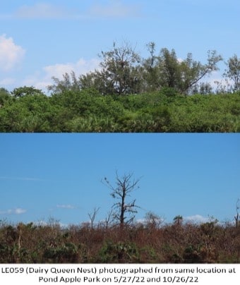 DQ Balg eagle nest before and after Hurricane Ian
