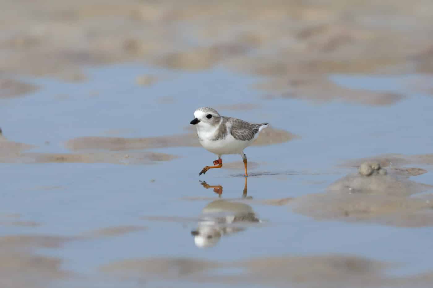 piping plover
