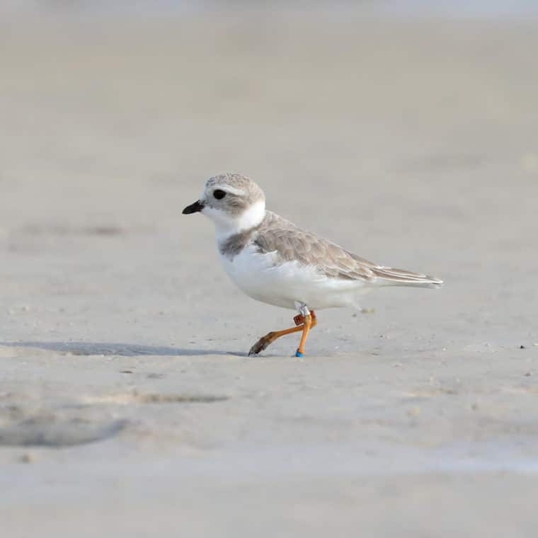 piping plover